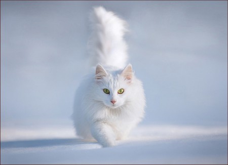H-324 Gato blanco